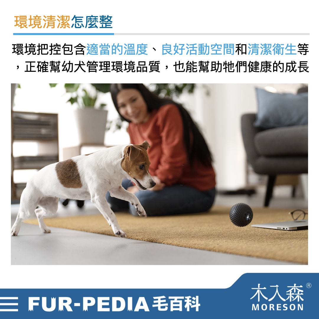 新手大戰幼犬!小狗怎麼養才對?! 新手大戰幼犬!小狗怎麼養才對?!